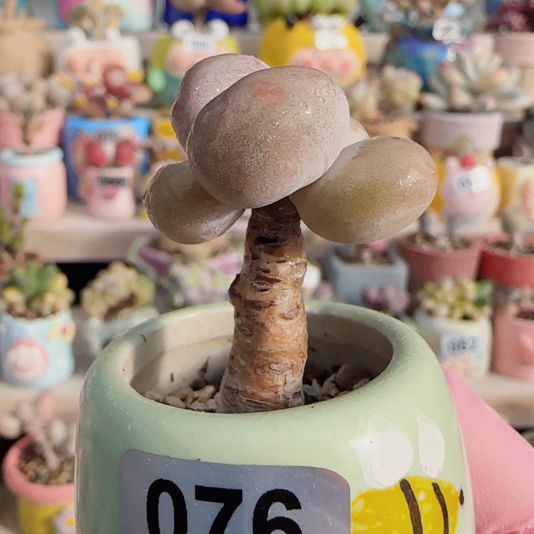 圆滚滚蛋黄奶 盆口3cm