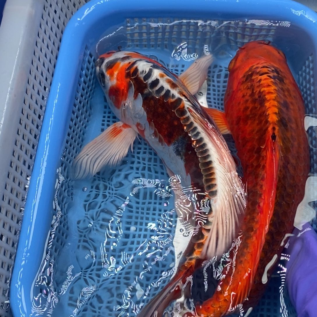 锦鲤冷水锦鲤包邮
