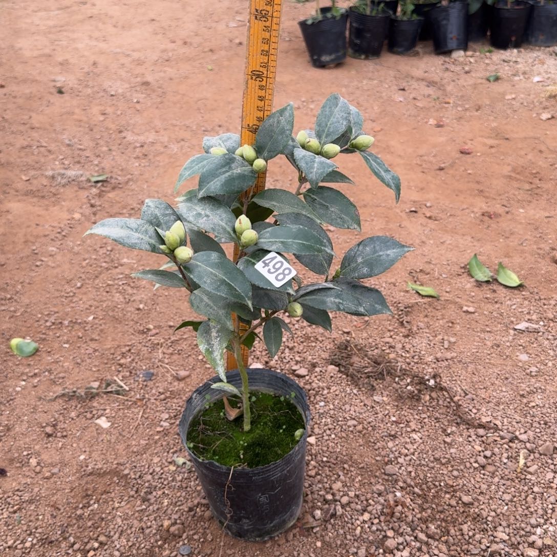 少量花朵（建议范围：2朵-5朵 或40%以下）498抓破