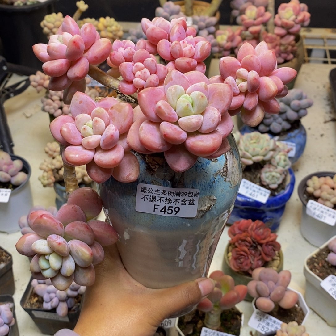 459樱花洛神多肉13cm