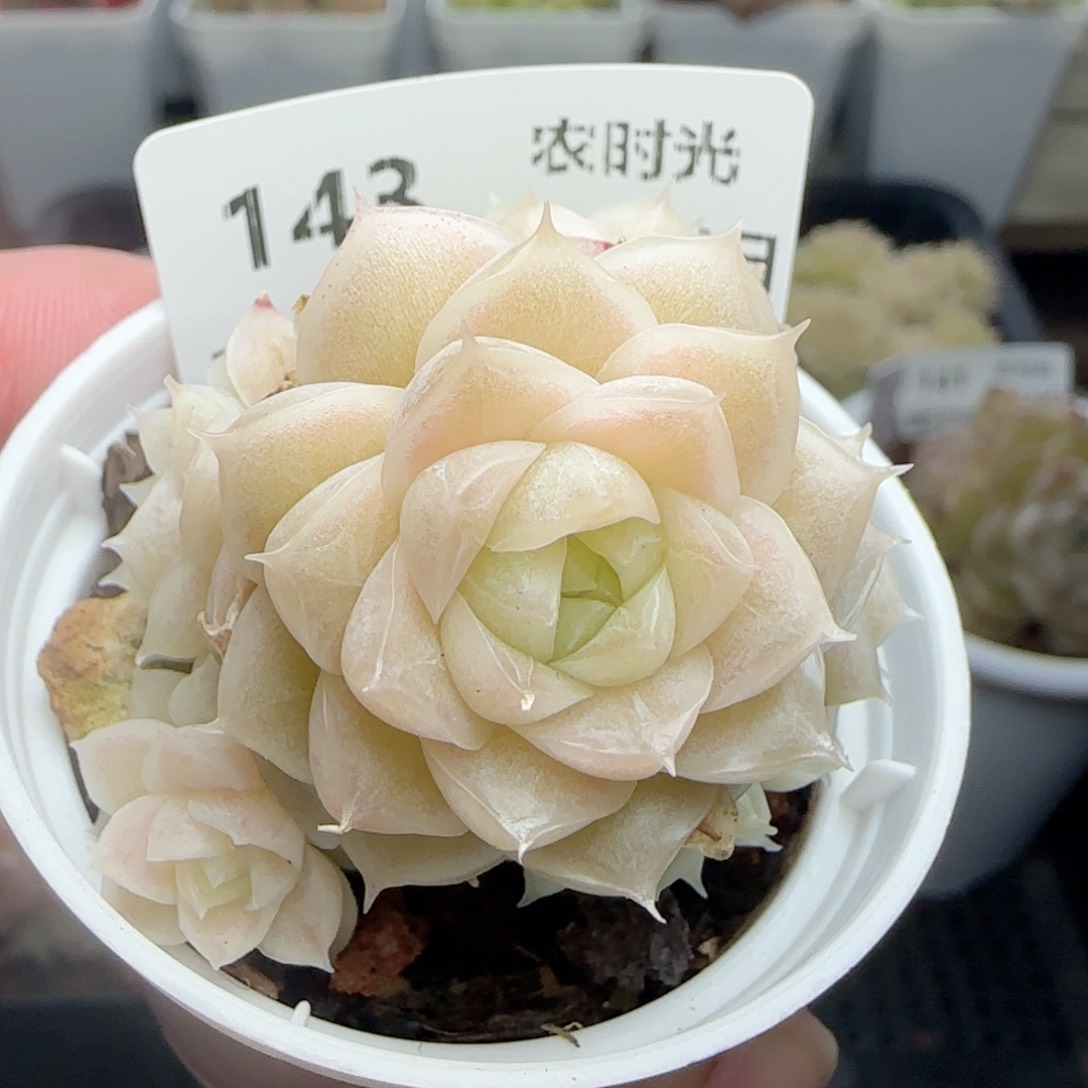 0125-143麦秆麦秆