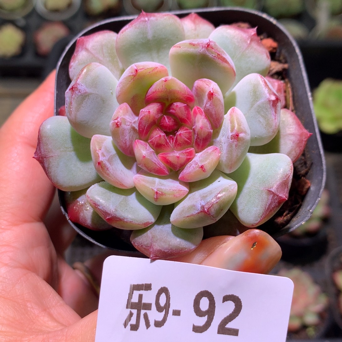 乐然 9-92 新品单头 