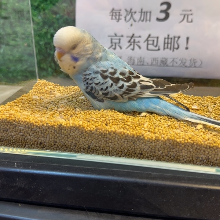 虎皮鹦鹉大头虎皮鹦鹉