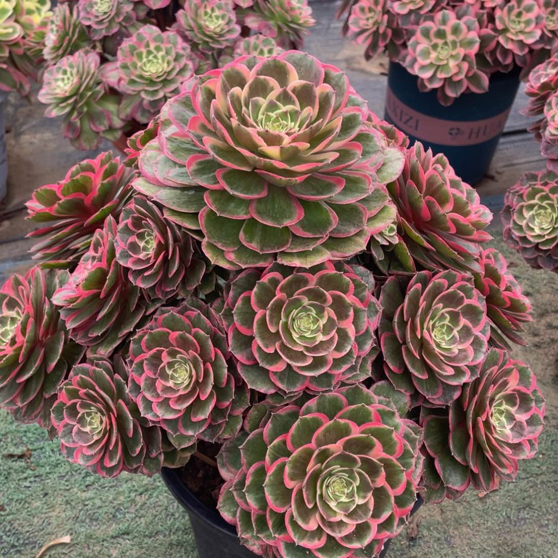 628粉花妖精品法师多肉