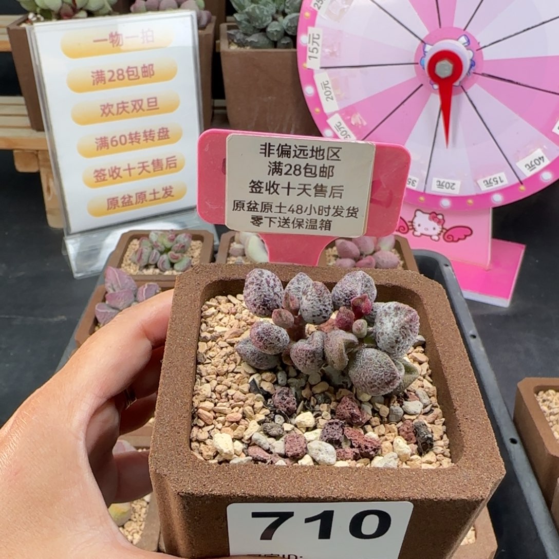 ****～710蜜桃格林多肉植物