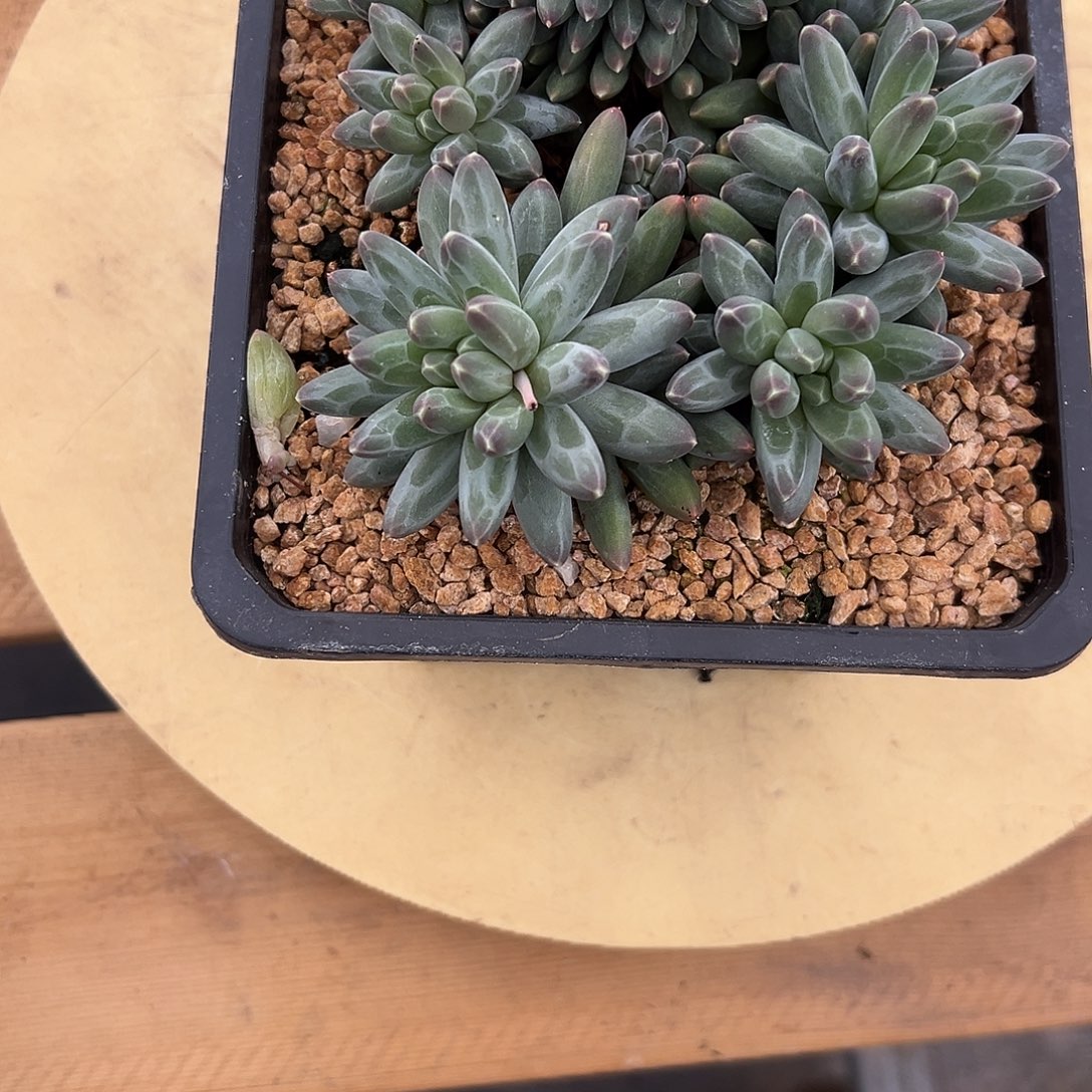 7伊卡鲁斯缀化多肉。   