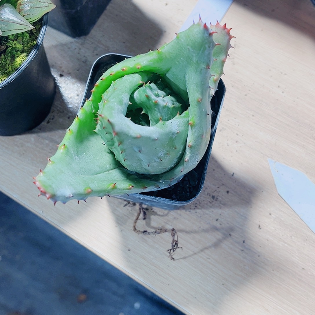 元宝芦荟精品肉肉