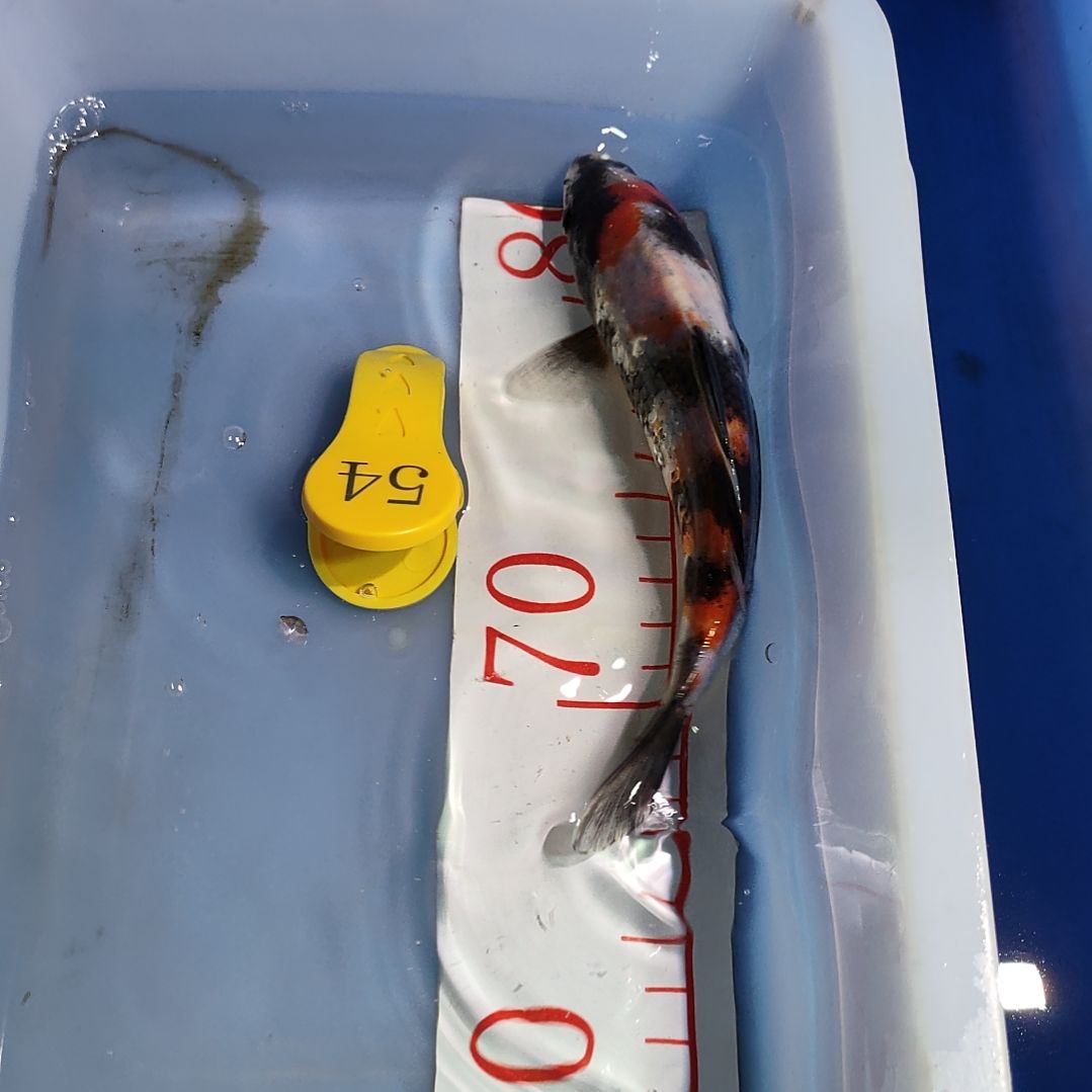 海水鱼红白大正昭和菲血白写