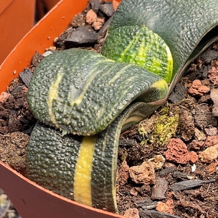 一物一拍竞拍福利拍