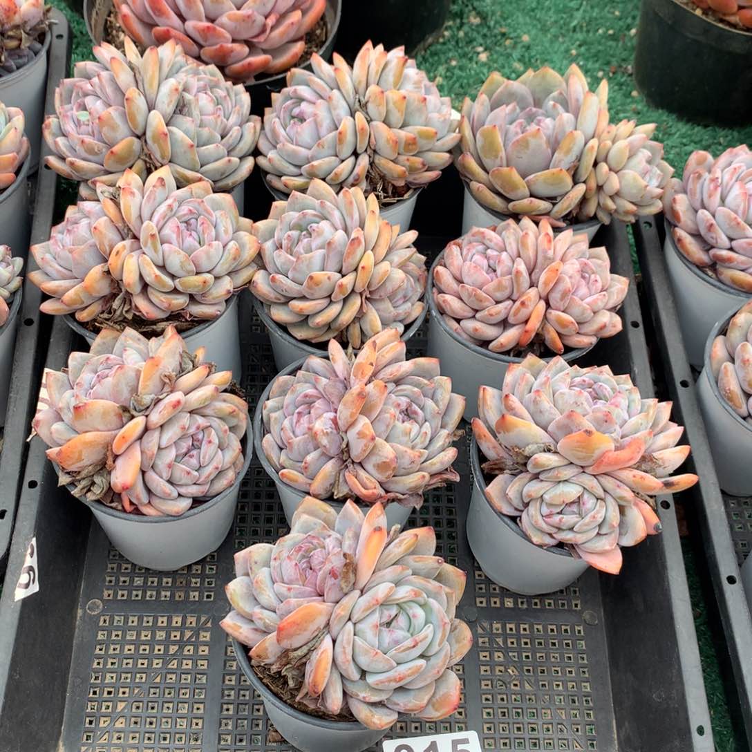 015橙子多肉植物组合