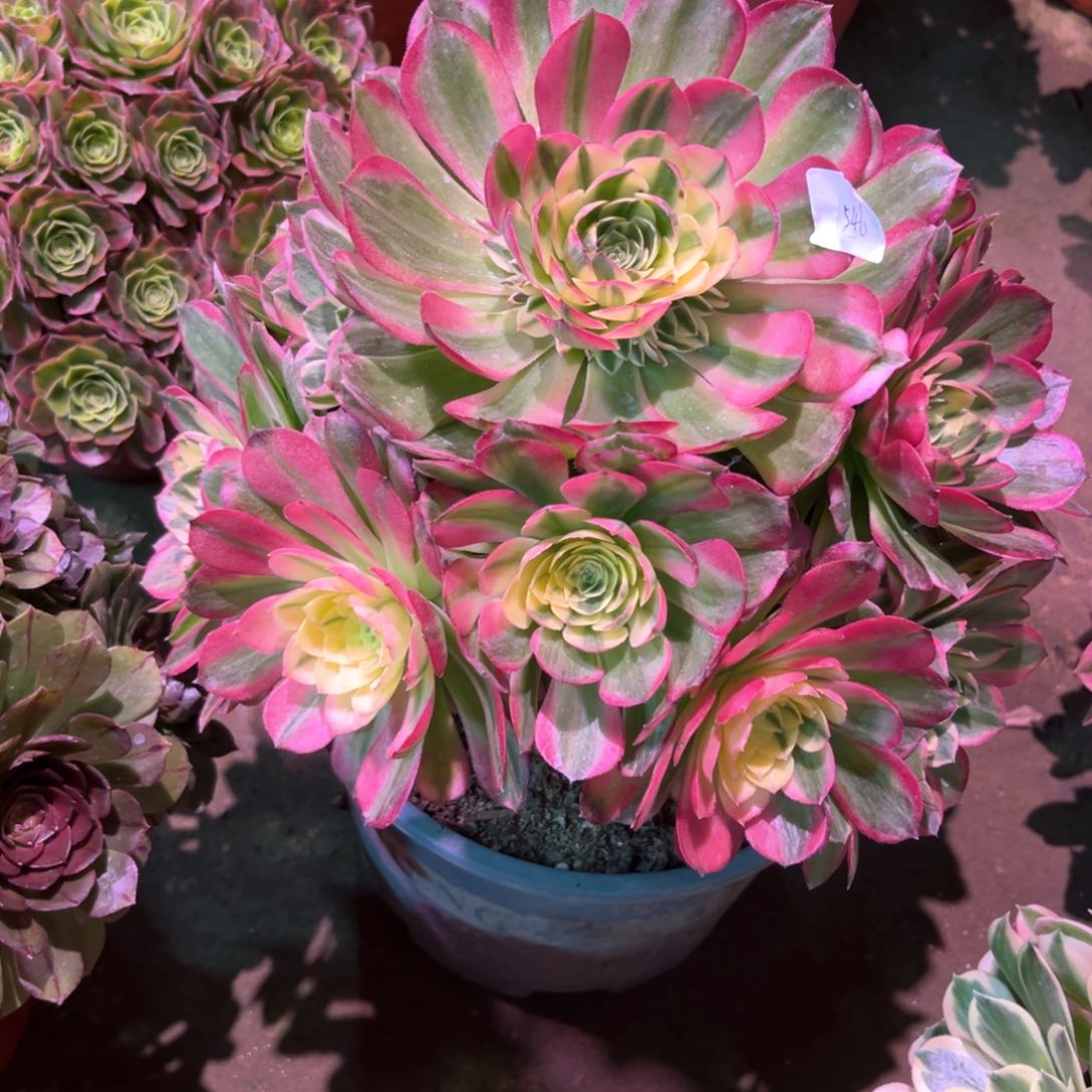 多肉植物海王546