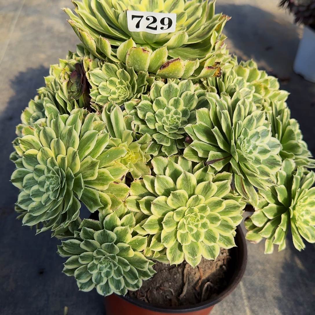 000000729碧浪多肉植物