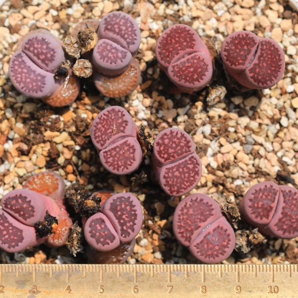 量拍一组5个/园艺紫菊初代五年母本双头生石花