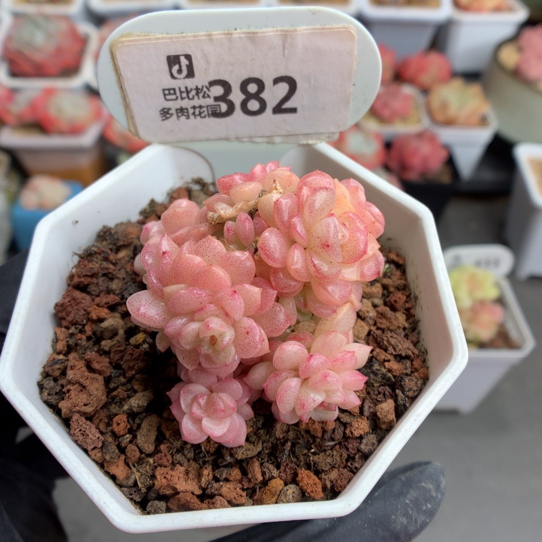 382 灯泡叶麦杆多肉