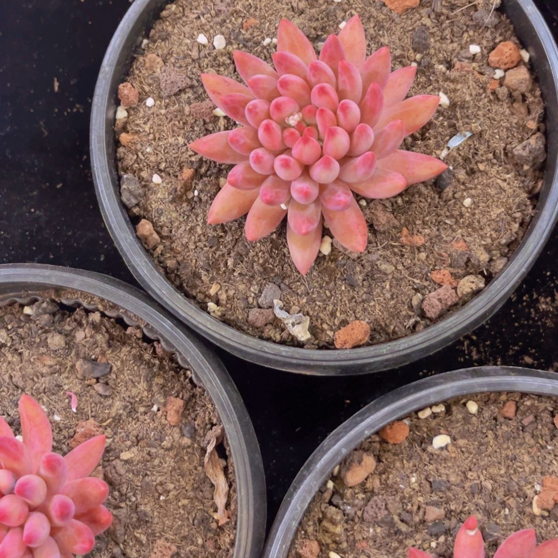 车厘子单头全状态多肉