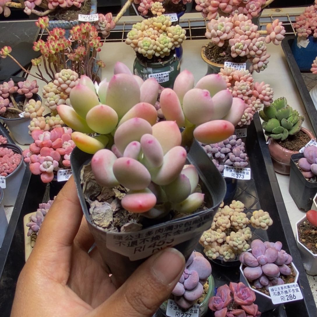 453苹果奶四代多肉4c m