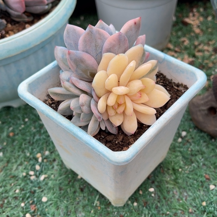 秋可园艺 梦露锦群