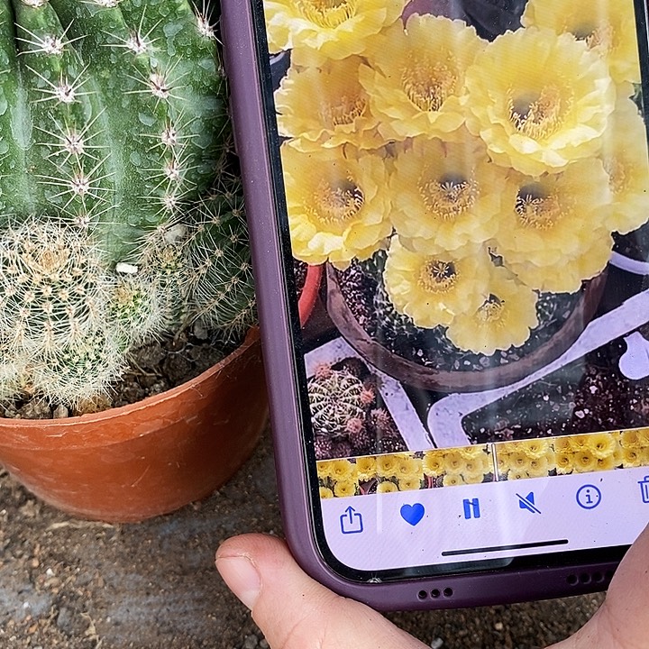 娇妹仙人球，26890000