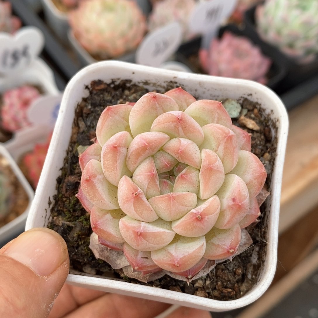 精品多肉一物一拍不包整607