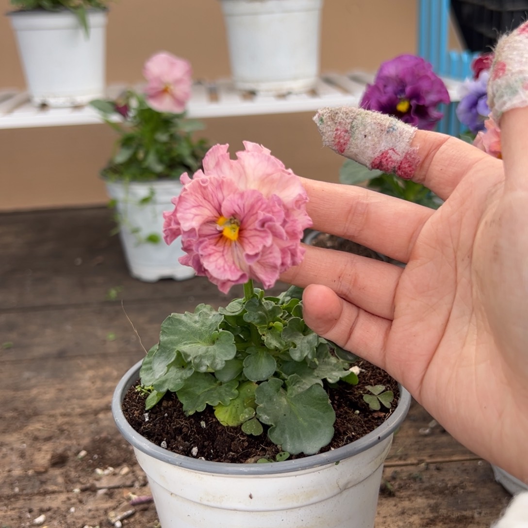 【闪购商品】完全开放370号