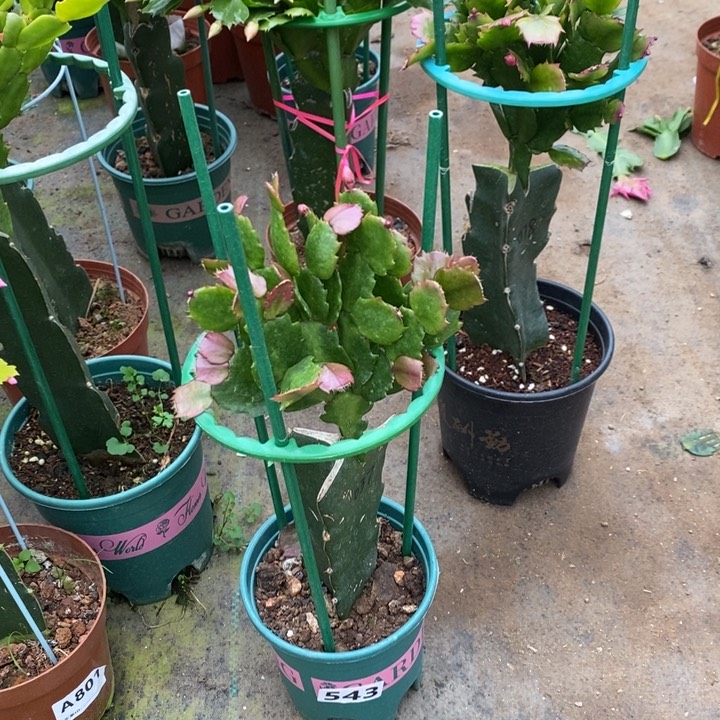大部分花苞少量开放543嫁接037