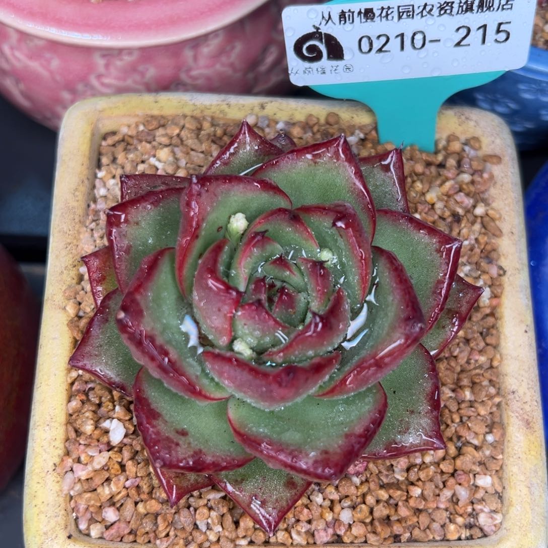 从前慢多肉精选编号0210.215