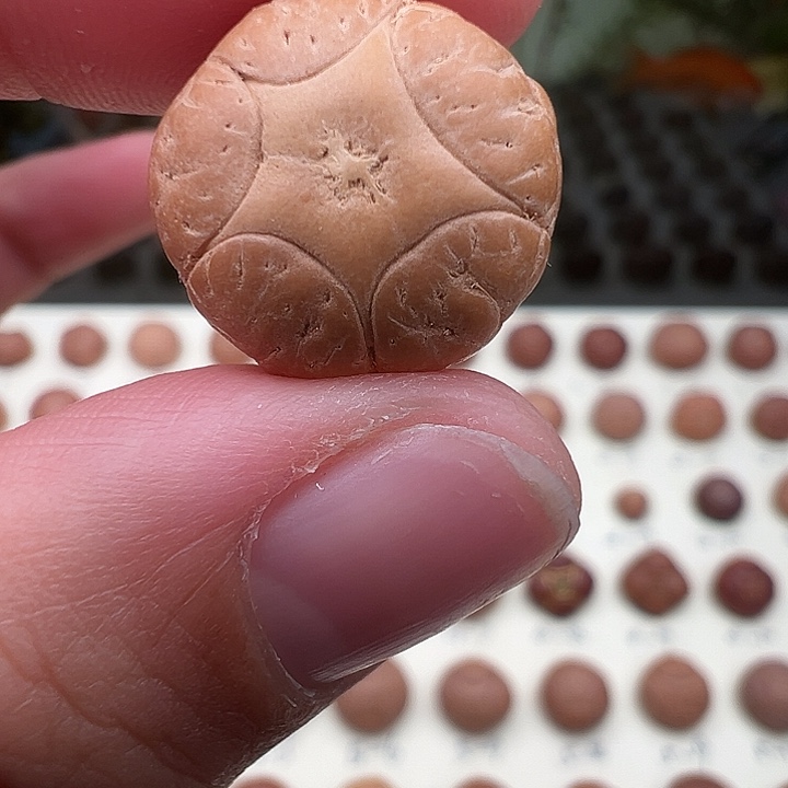 吊坠凤眼菩提五星