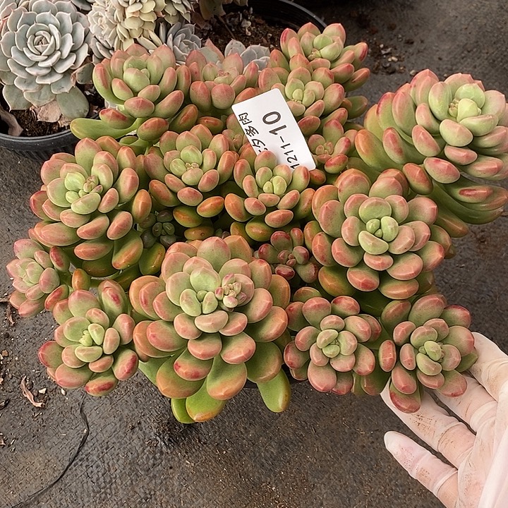 落****小七夕多肉阳光玫瑰10