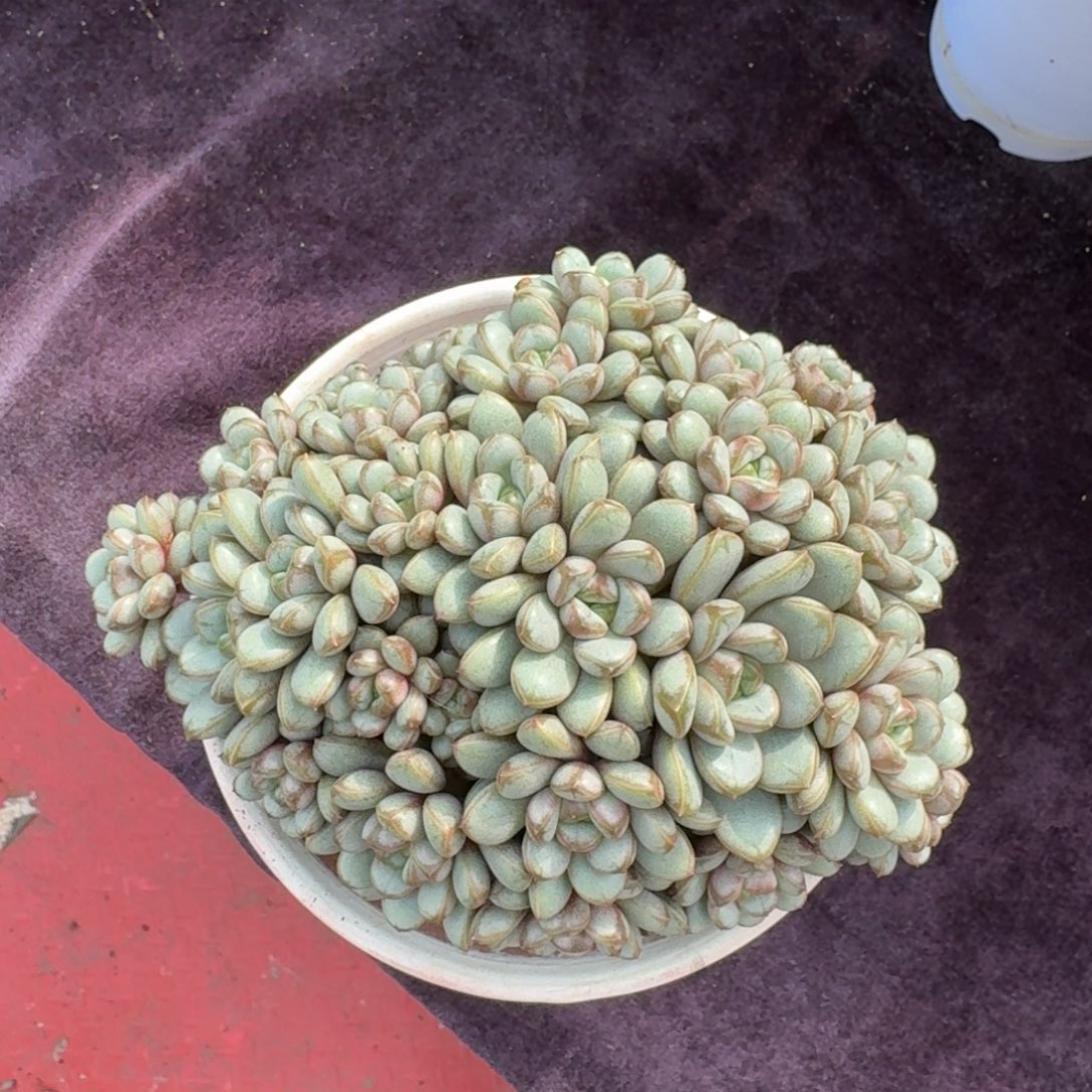 14厘米的尺寸一物一拍的