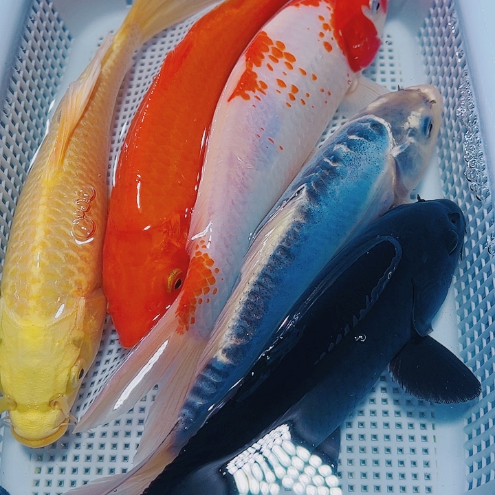 海水鱼锦鲤观赏鱼163