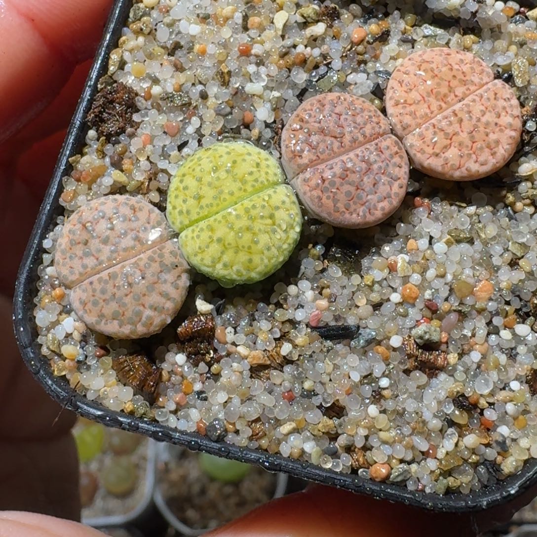 老板高品质货便宜615