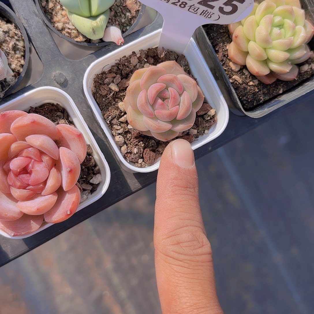 A625琴心一物一拍