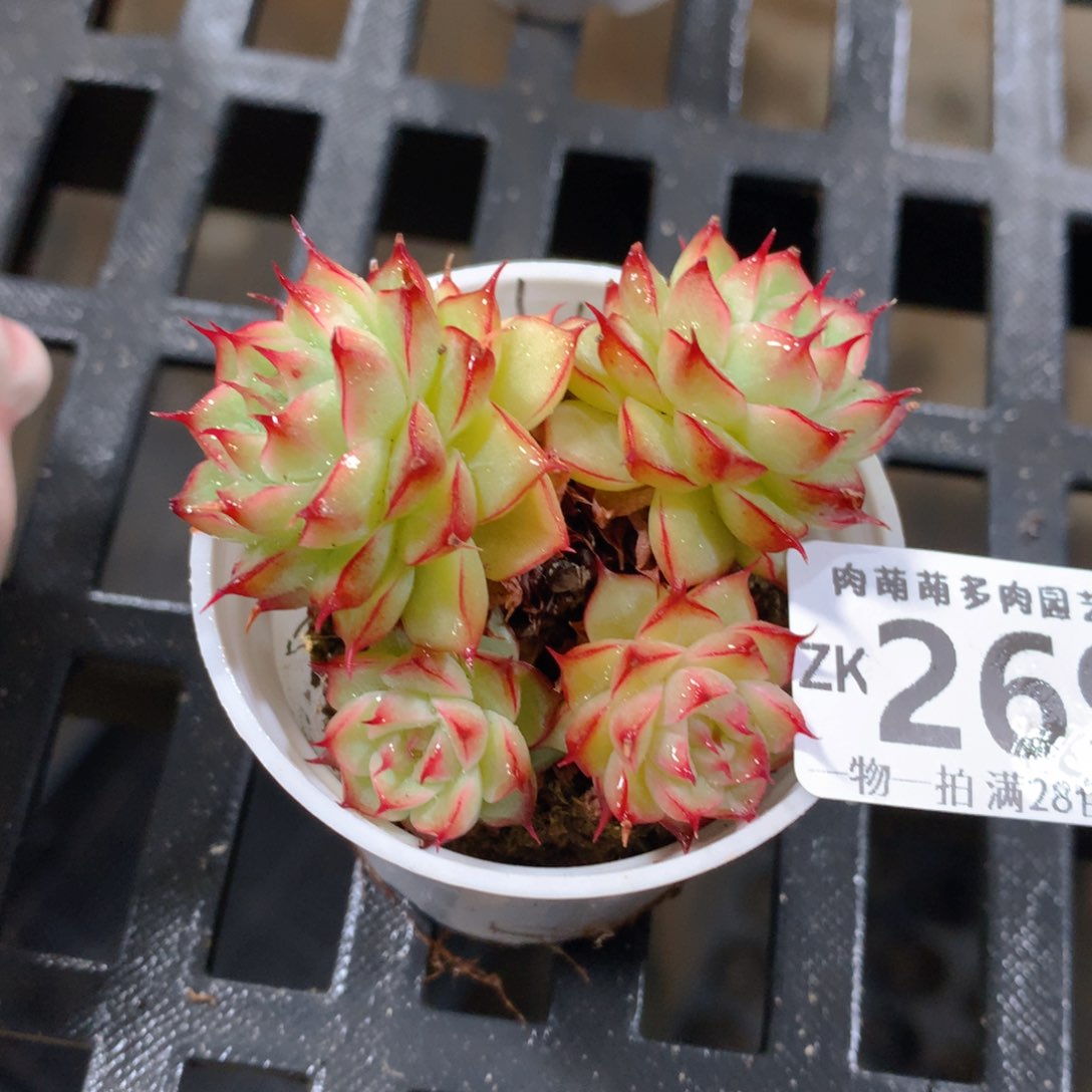 肉萌萌拇指盆精控多肉ZK269