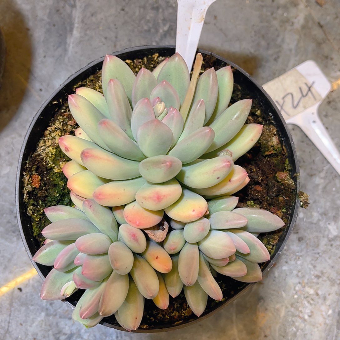 打***死00000000000000858