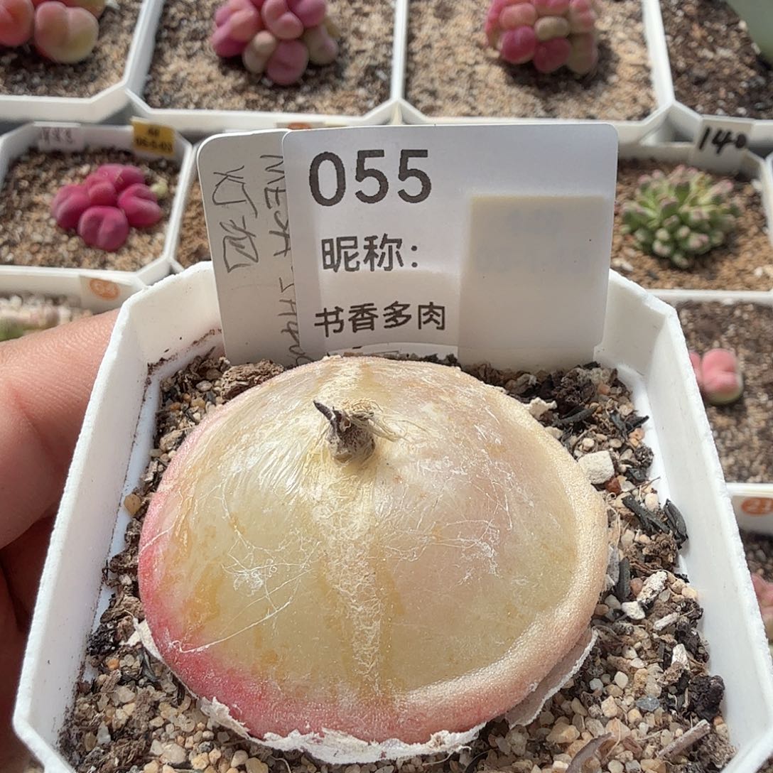 多肉植物多肉植物