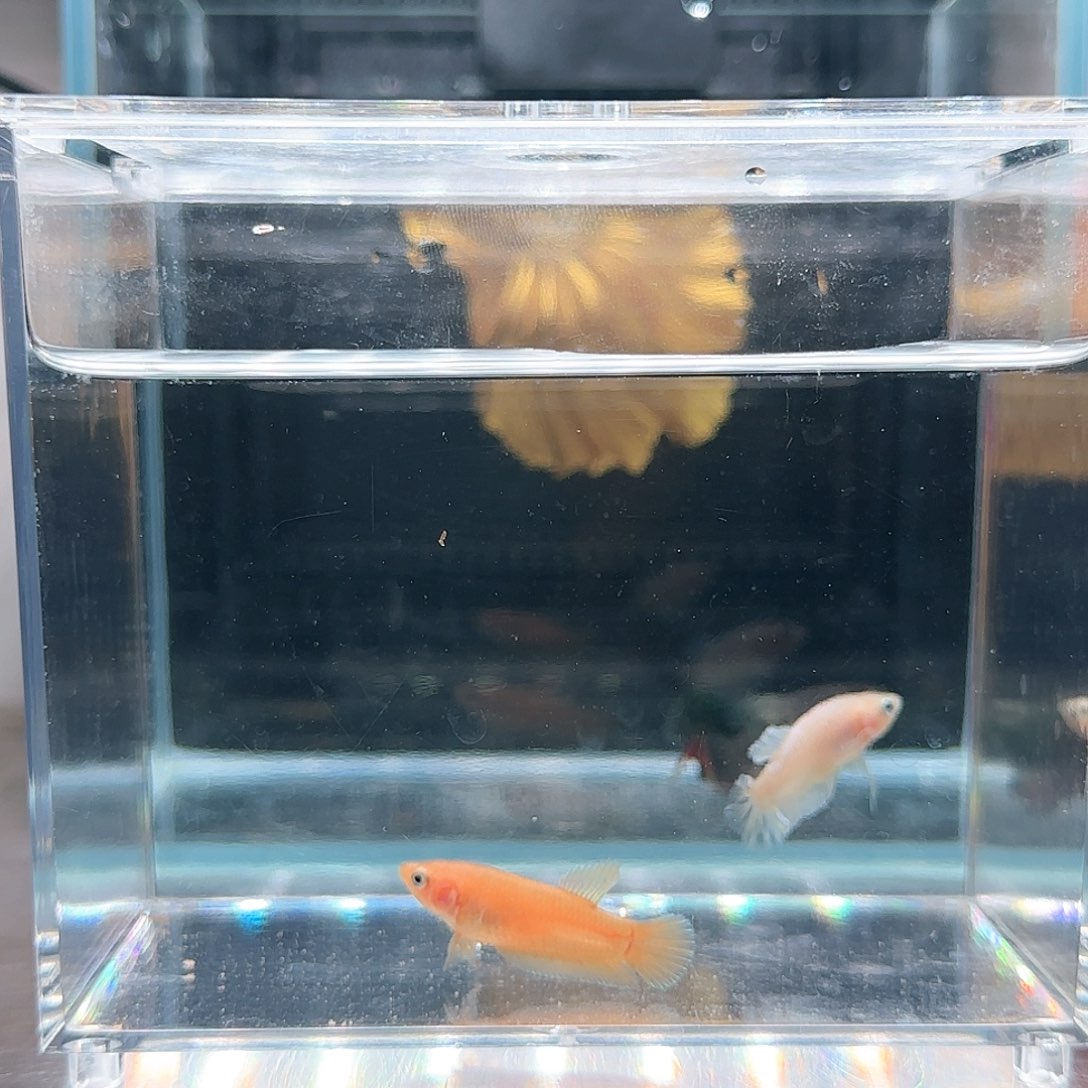 斗鱼活体观赏鱼好养耐活