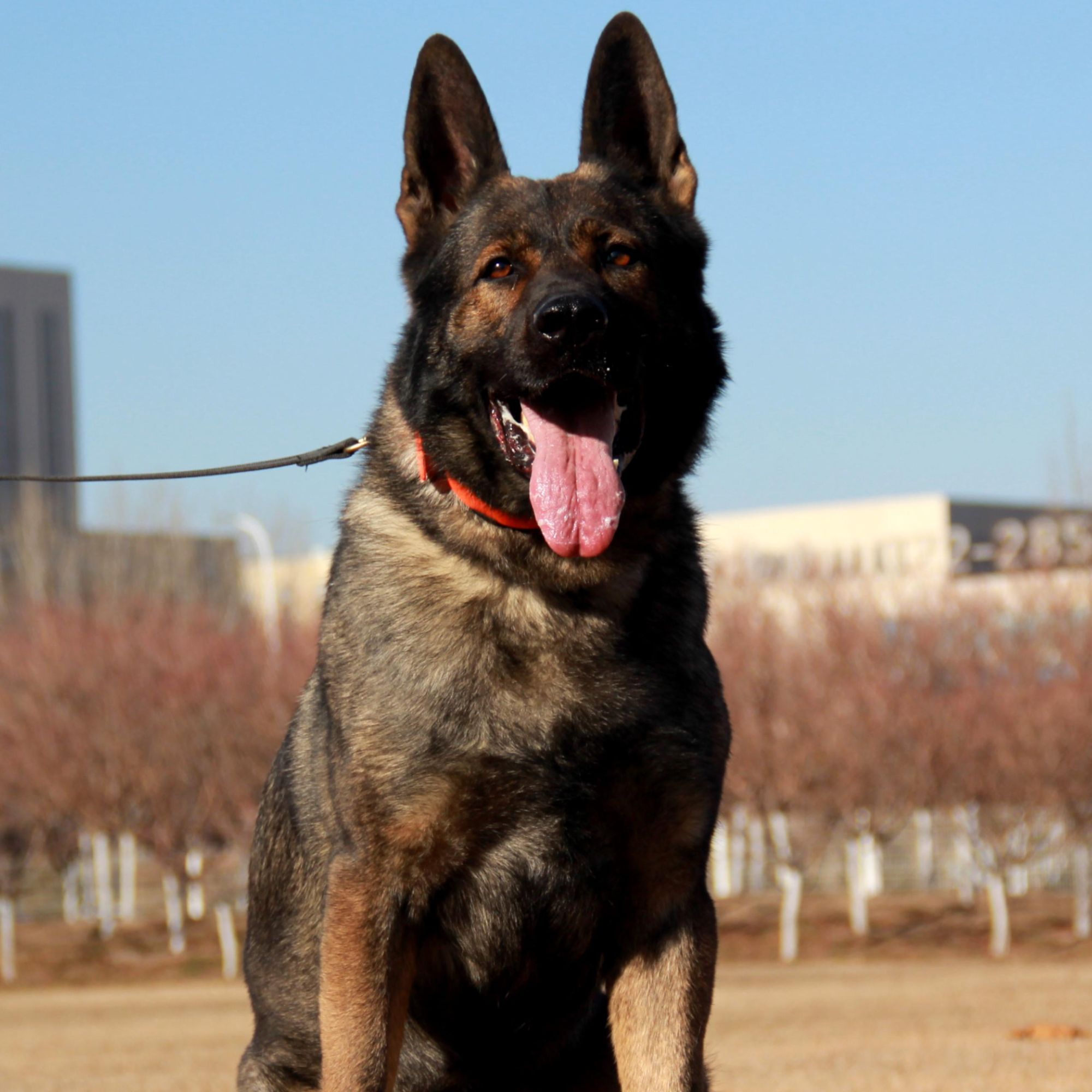 【大力神之子巴图斯】东德牧羊犬 成年犬 种公 活体