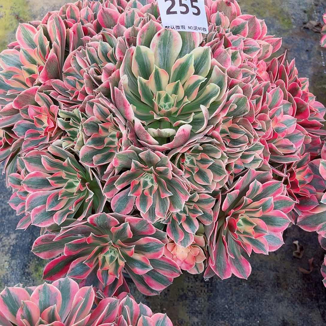 无花朵秋**拂多肉植物寄养女妖255