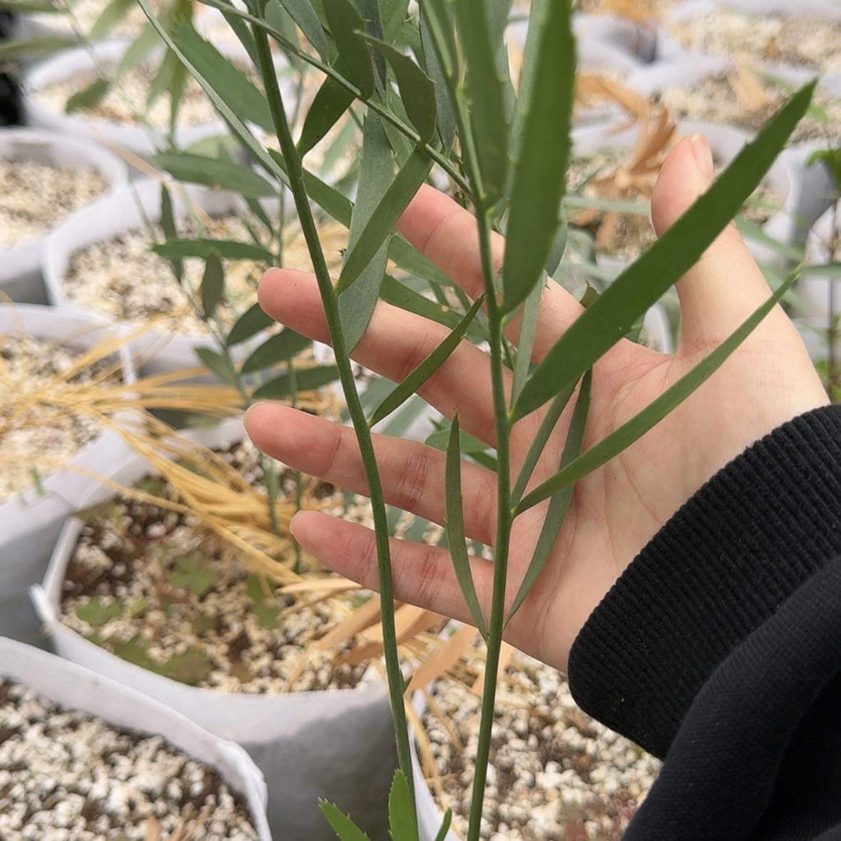 【闪购商品】云山铁树脱土发