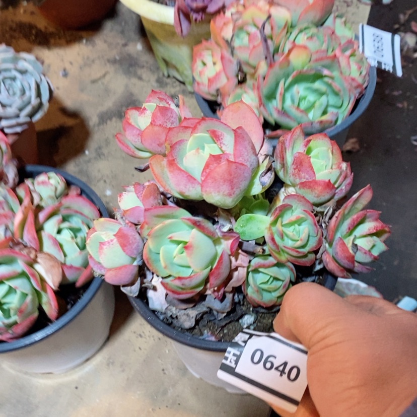 【闪购商品】多肉克里斯汀0640