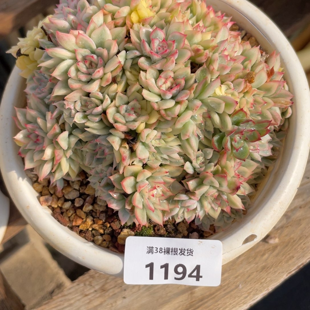 吉***嚞1194女雏锦小群生多肉植物