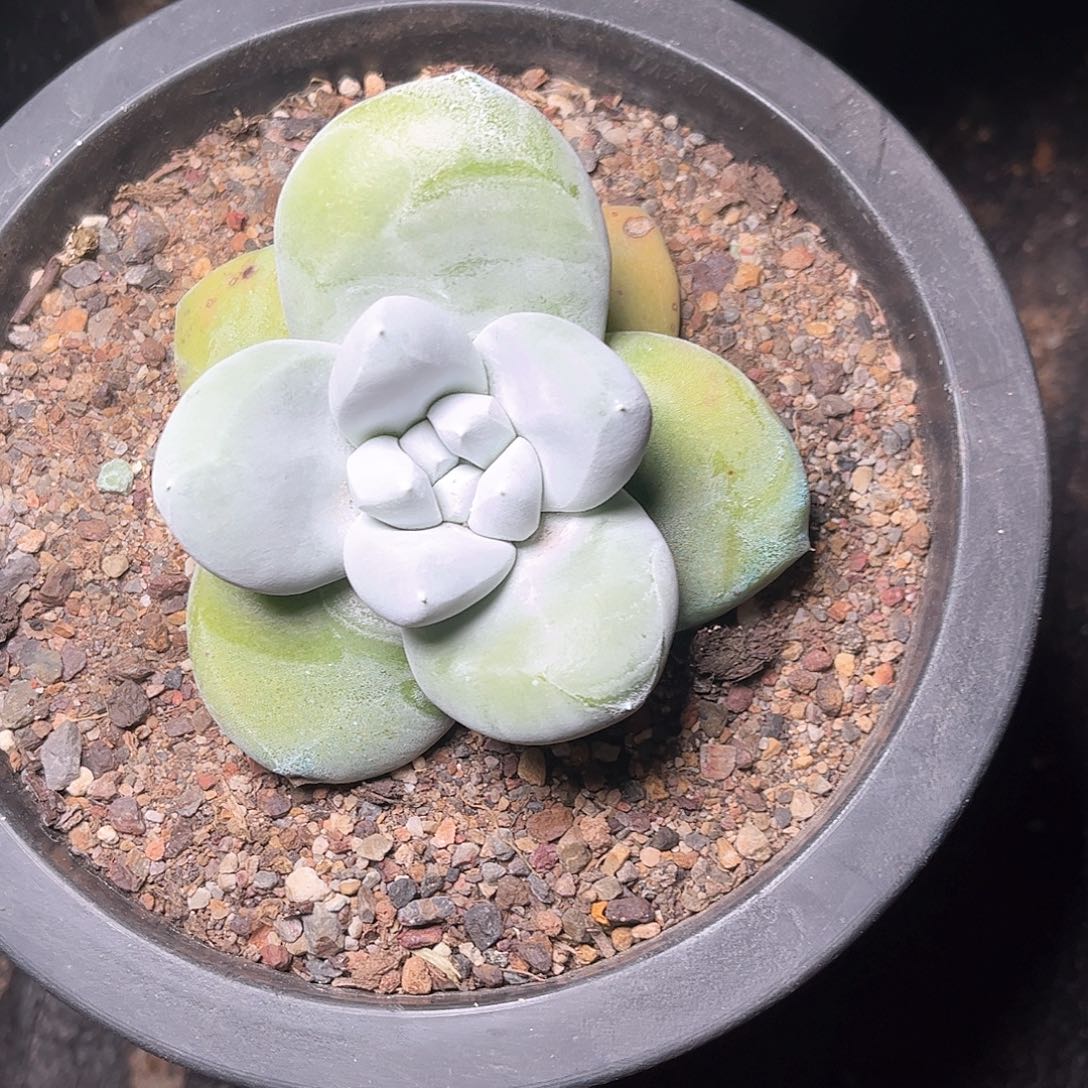 6312拇指仙女杯多肉