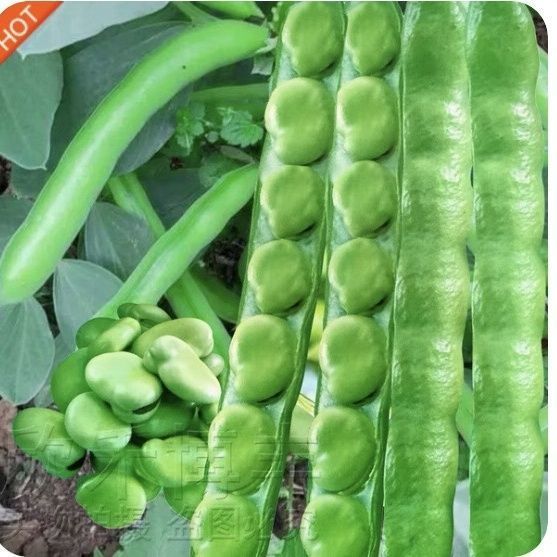 特大糯米蚕豆北斗七星罗汉豆种子高产春秋冬季播种早熟耐寒胡豆籽