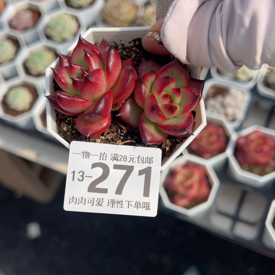 皮蛋多肉多肉多肉多