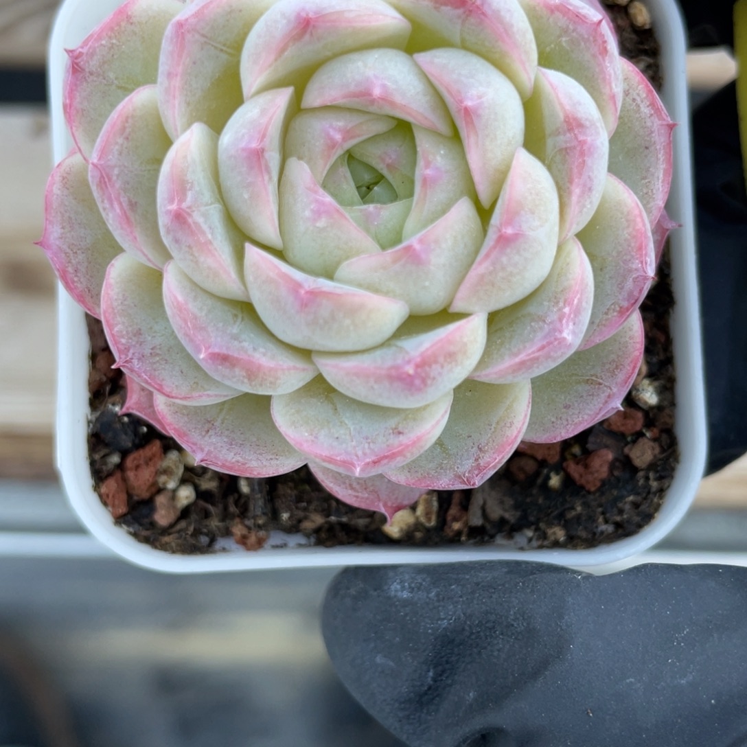 Z2513包子女王福利