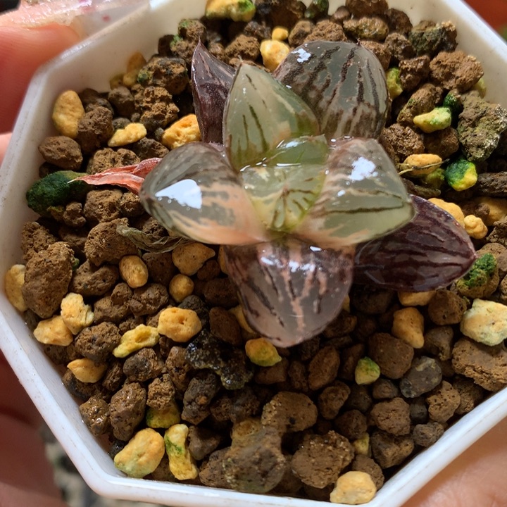 玉潭寿锦带盆土发货