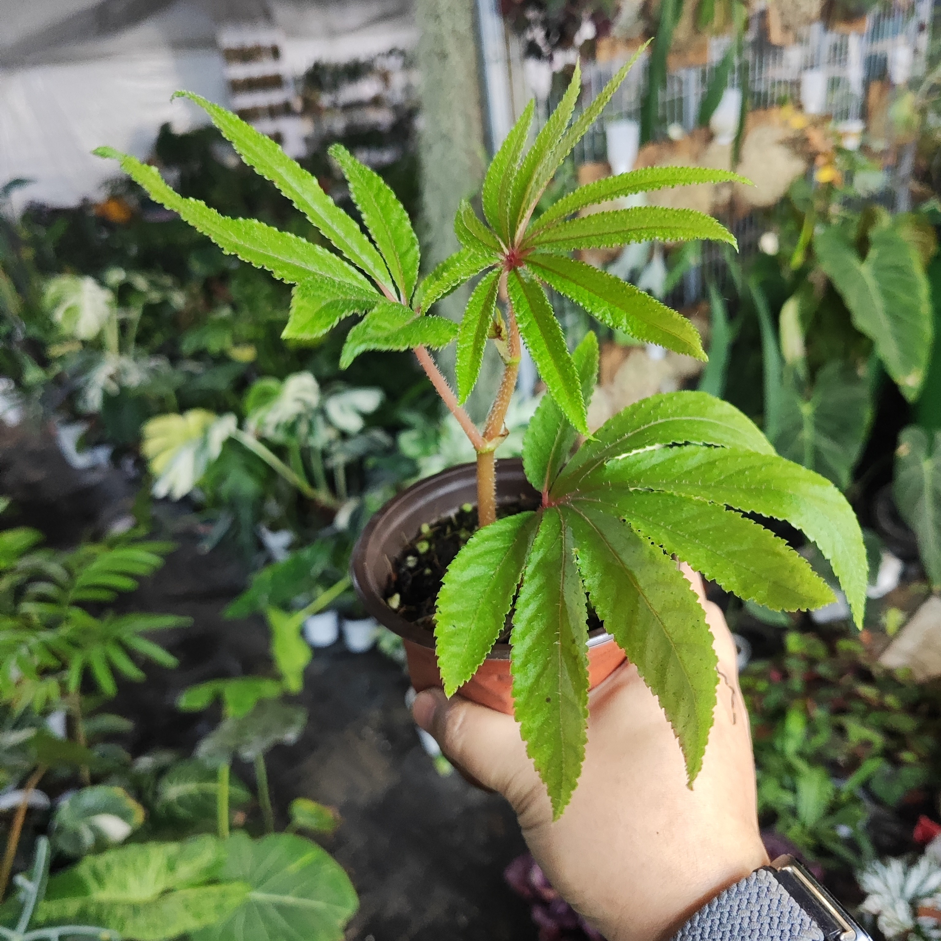 华丽秋海棠室内观叶植物蟆叶秋海棠好养耐阴客厅办公桌