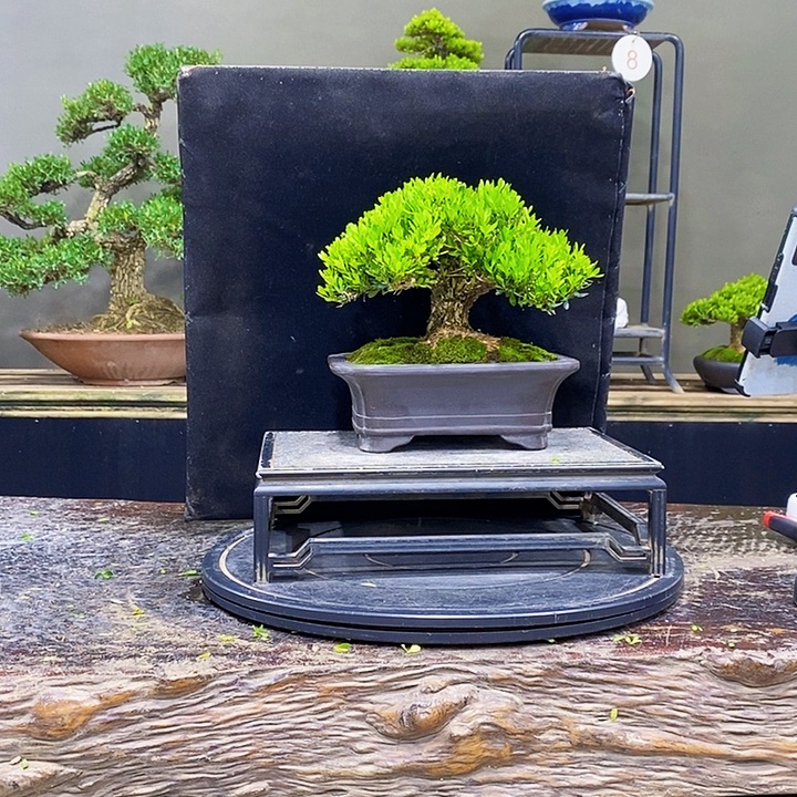 无花朵黄杨盆景四季常青
