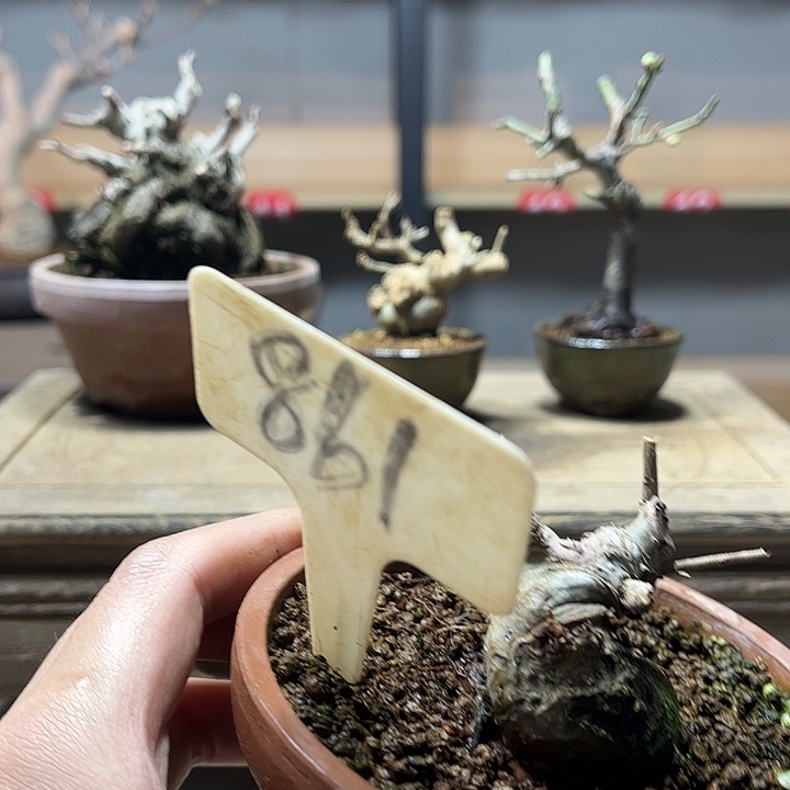 山***$无花朵雀梅盆景老庄盆景