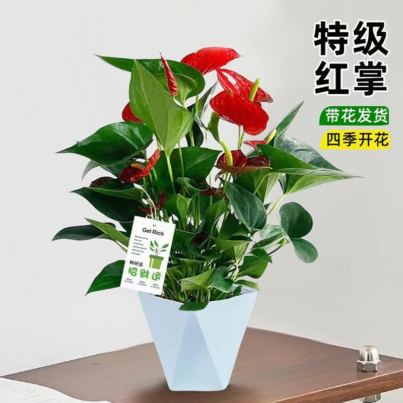 【带花红掌】3-6朵花盆栽花卉植物水培绿植客厅开花四季30-40CM苏苏
